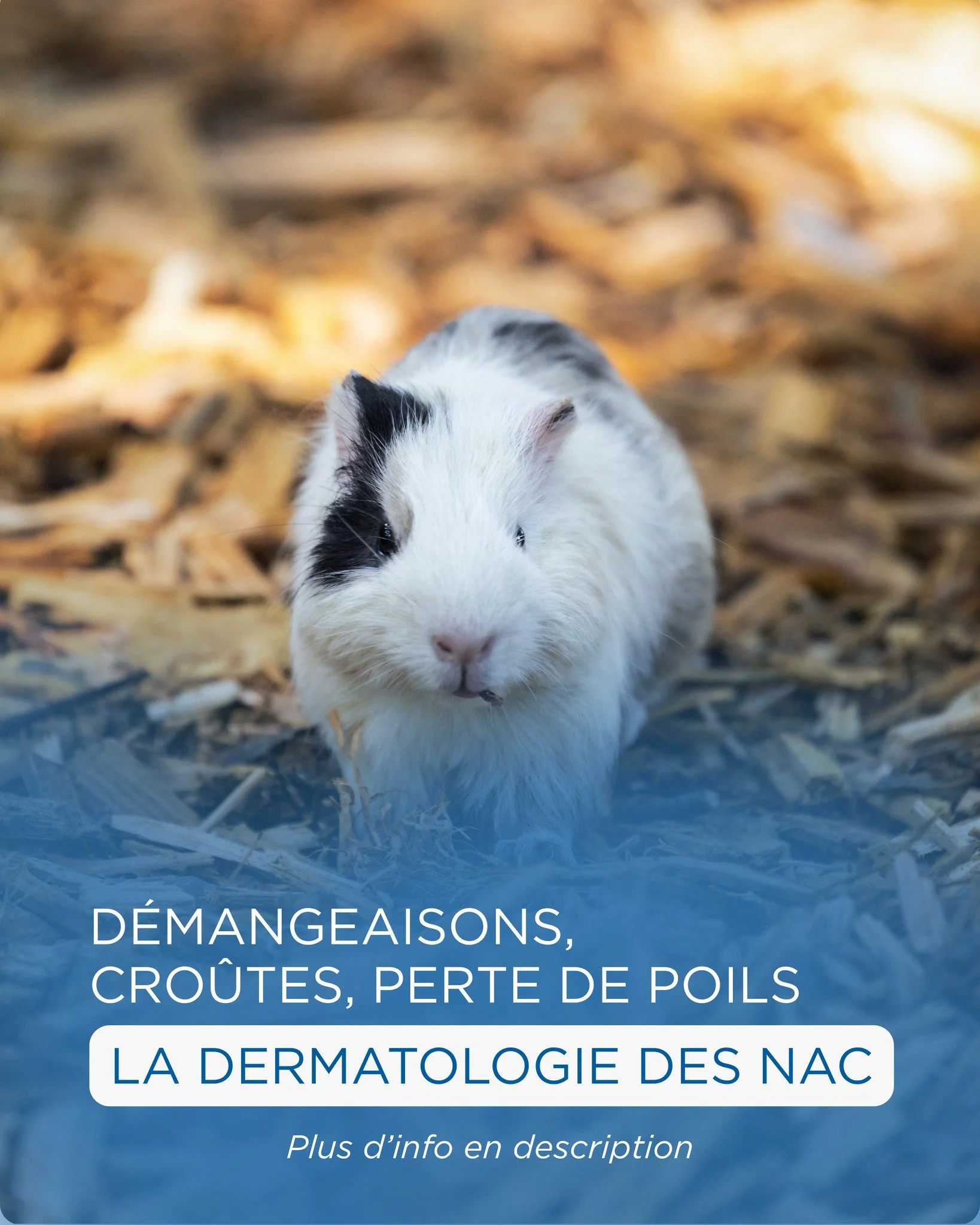 🐰🐹 La dermato, ce n&rsquo;est pas que pour les chiens et les chats !

Perte de poils, cro&ucirc;tes, d&eacute;mangeaisons, rougeurs&hellip; chez le lapin et le cochon d&rsquo;Inde, ces signes doivent &ecirc;tre pris au s&eacute;rieux.
Parasites, te