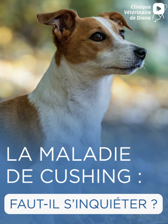 Le syndrome de Cushing