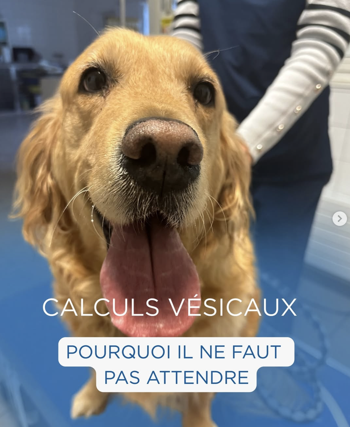 Calculs urinaires chez le chien