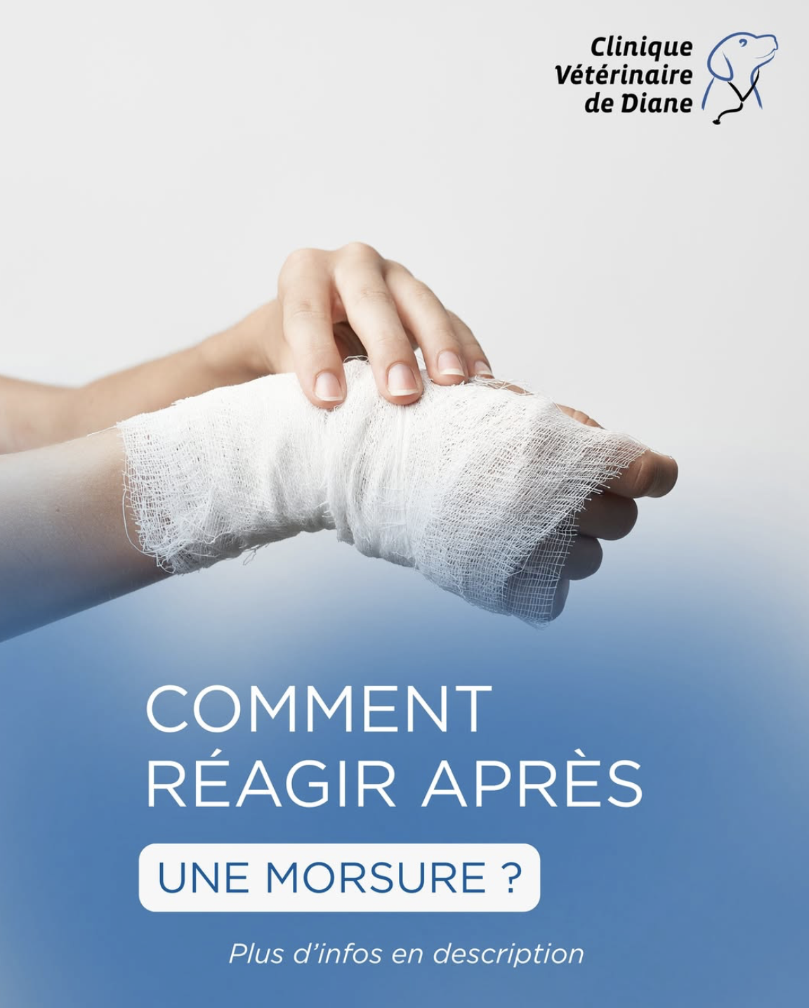 Votre chien a mordu : quelles démarches effectuer ?