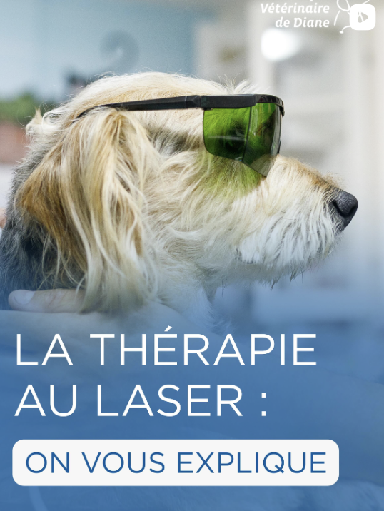 Laser vétérinaire : une technologie innovante au service du bien-être animal