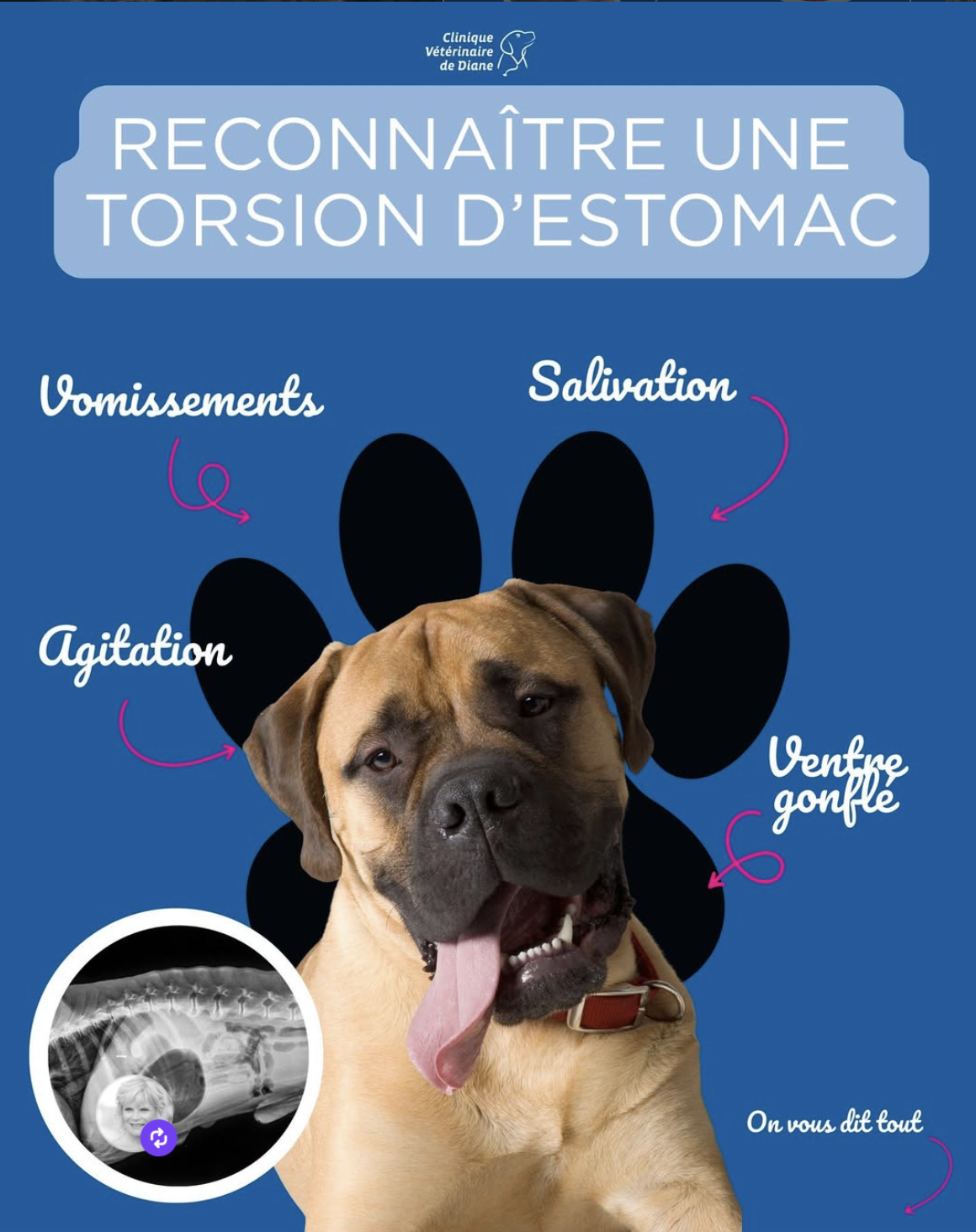 Torsion d’estomac chez le chien : reconnaître les signes d’une urgence vétérinaire