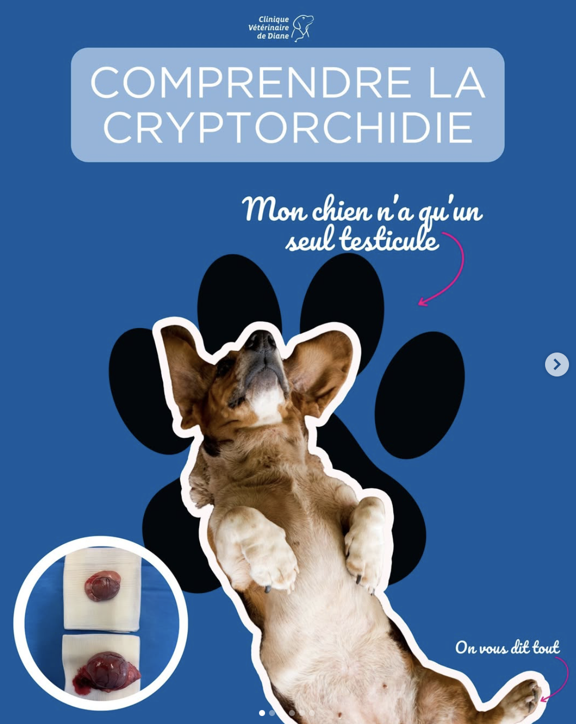 Mon chien n’a qu’un testicule : faut-il s’inquiéter ?