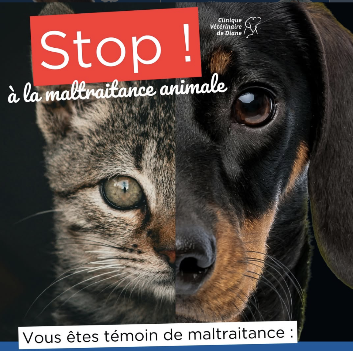 Maltraitance animale : quand la souffrance d’un animal révèle parfois celle d’un foyer