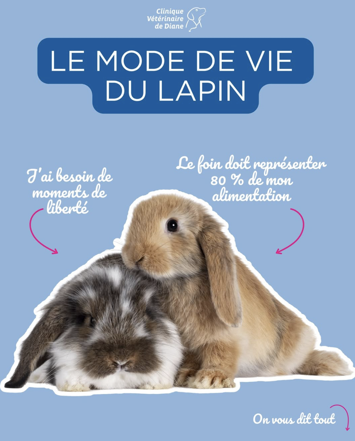 Le mode de vie idéal pour un lapin heureux et en bonne santé