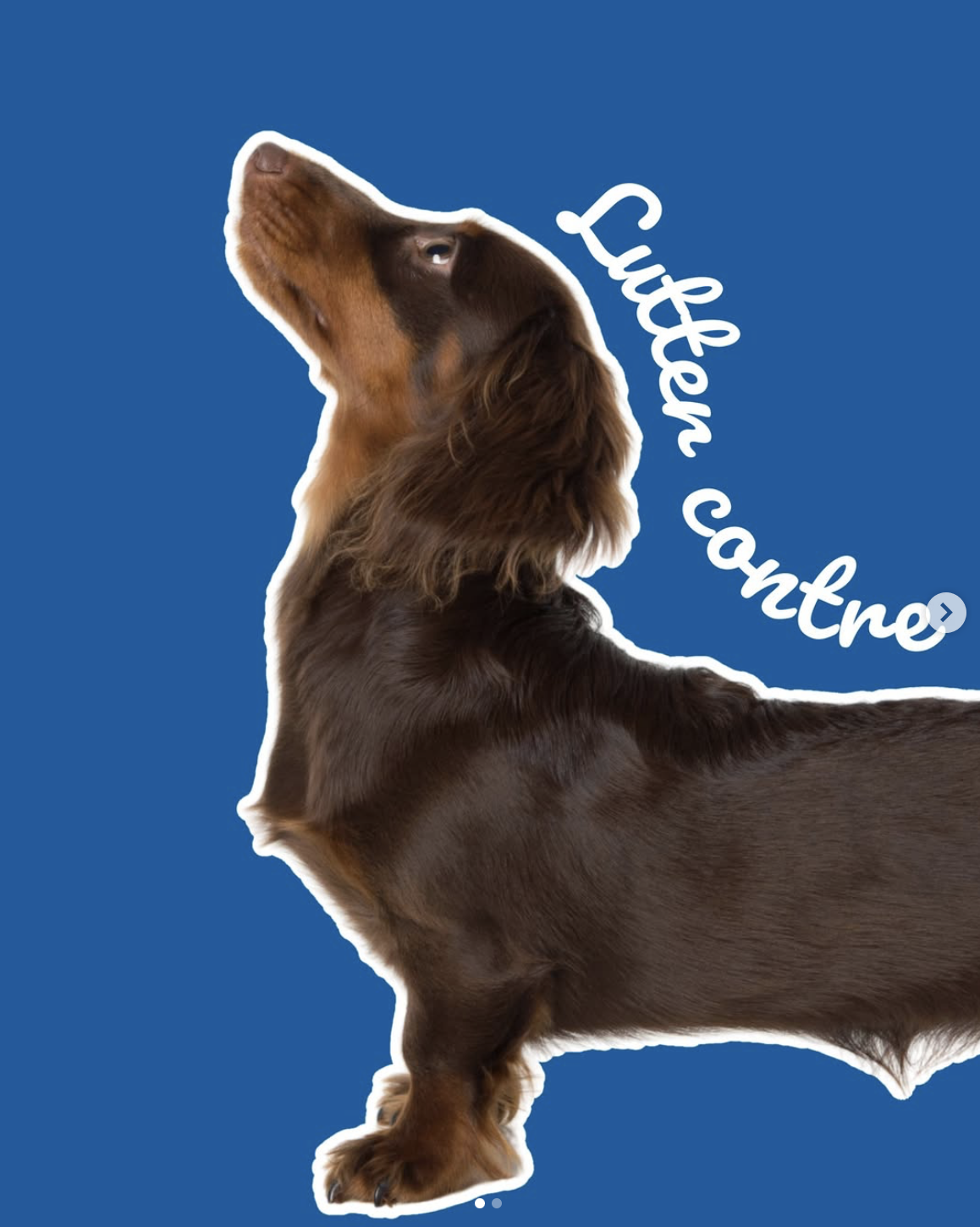Hernie discale chez le chien : reconnaître les signes et agir rapidement