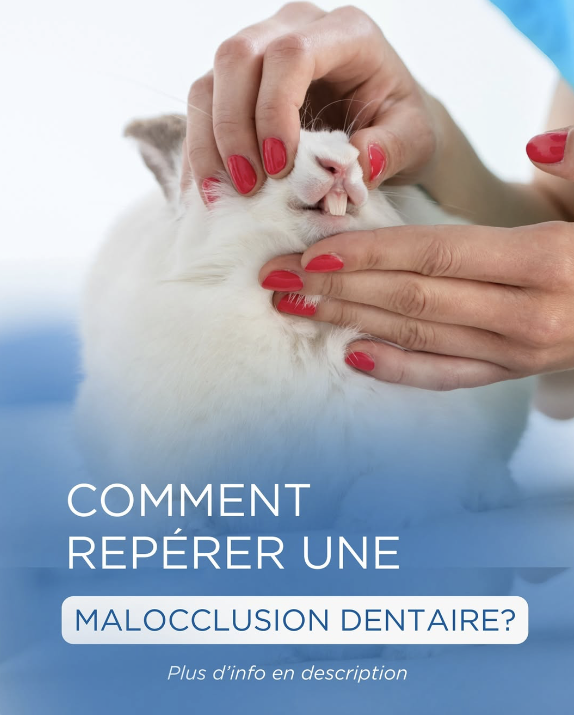 Malocclusions dentaires du lapin : des problèmes à repérer rapidement