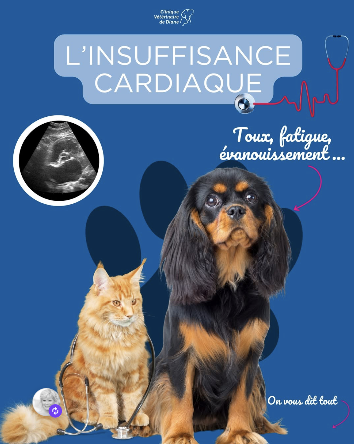 Souffle cardiaque chez le chien et le chat : l’importance de l’échographie cardiaque