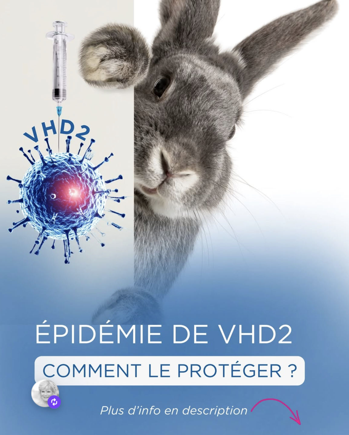 Recrudescence des cas de maladie hémorragique chez le lapin : un virus grave à prévenir