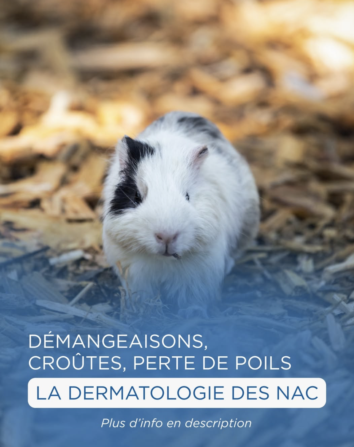 Dermatologie des NAC : la peau du lapin et du cochon d’Inde aussi mérite de l’attention