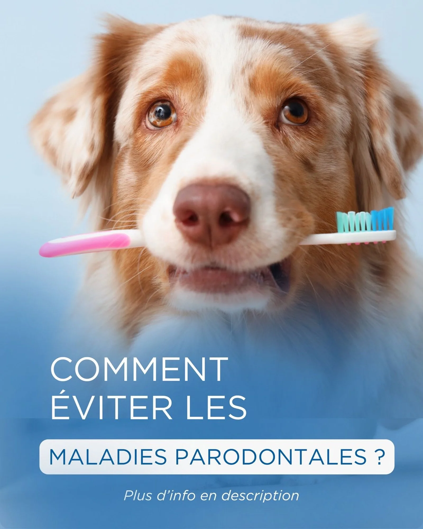 🦷 Est-ce que vous brossez les dents de votre chien ou de votre chat ? 🐶🐱

On y pense rarement, pourtant l&rsquo;hygi&egrave;ne dentaire est essentielle pour la sant&eacute; de nos compagnons. &Agrave; la Clinique V&eacute;t&eacute;rinaire de Diane