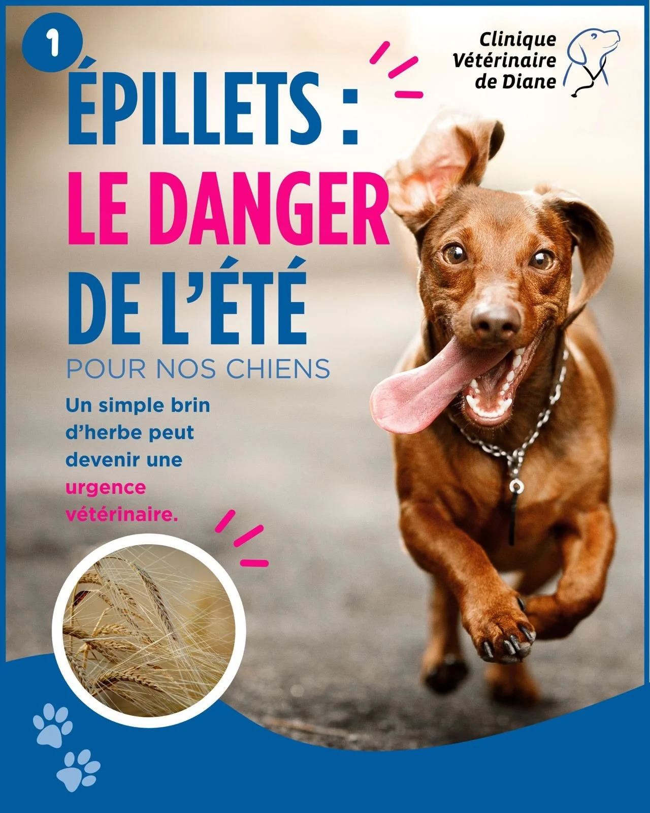 🐶 Apr&egrave;s les chenilles processionnaires&hellip; place aux &eacute;pillets 🌾

Tr&egrave;s pr&eacute;sents dans les herbes s&egrave;ches en &eacute;t&eacute;, les &eacute;pillets peuvent p&eacute;n&eacute;trer dans les oreilles, les yeux, le ne