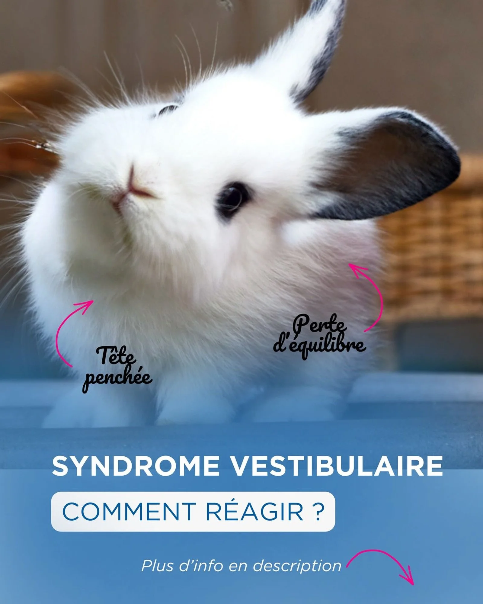 🐰 Syndrome vestibulaire chez le lapin : comment r&eacute;agir ?

Du jour au lendemain, votre lapin commence &agrave; pencher la t&ecirc;te, perdre l&rsquo;&eacute;quilibre ou tourner sur lui-m&ecirc;me ? Ces signes impressionnants peuvent &eacute;vo