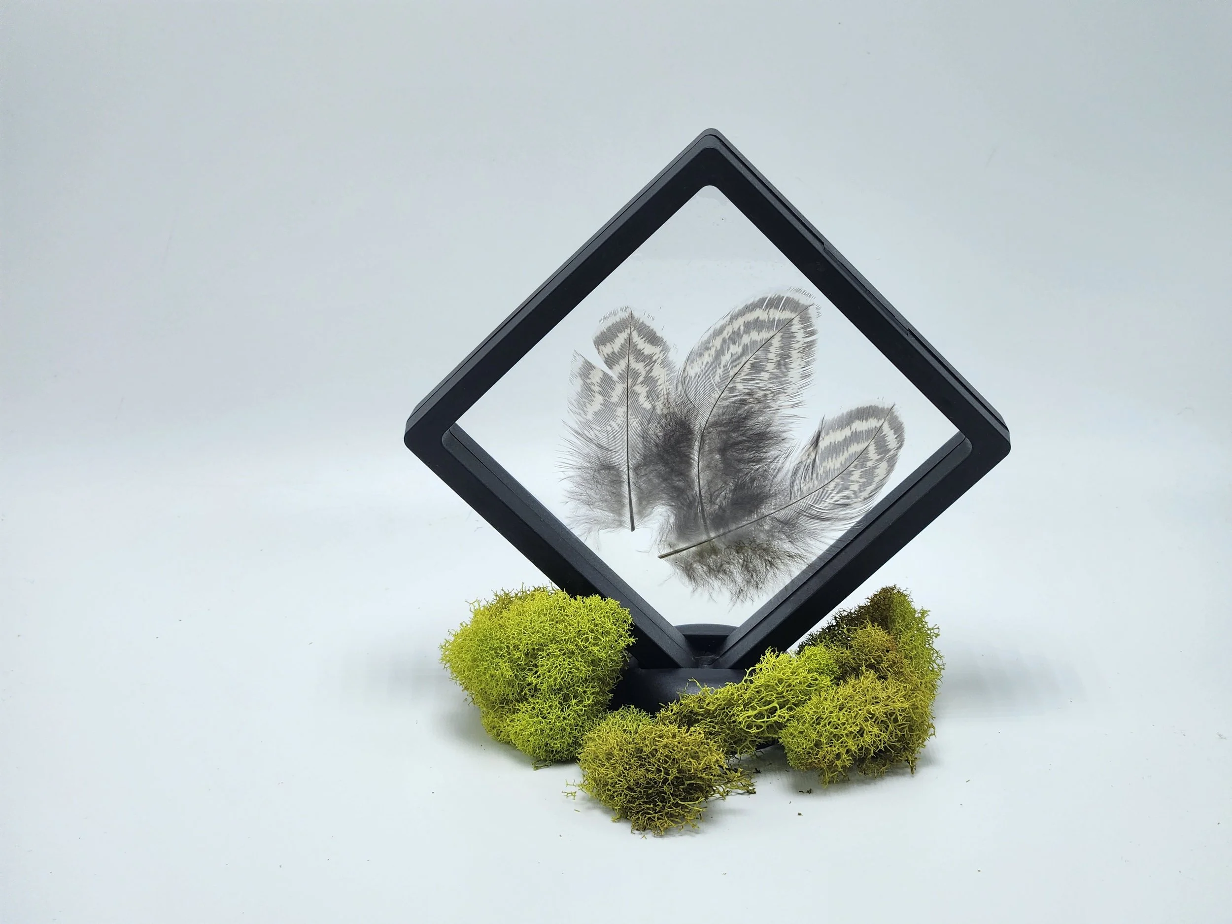 Float Frame Feathers2.jpg