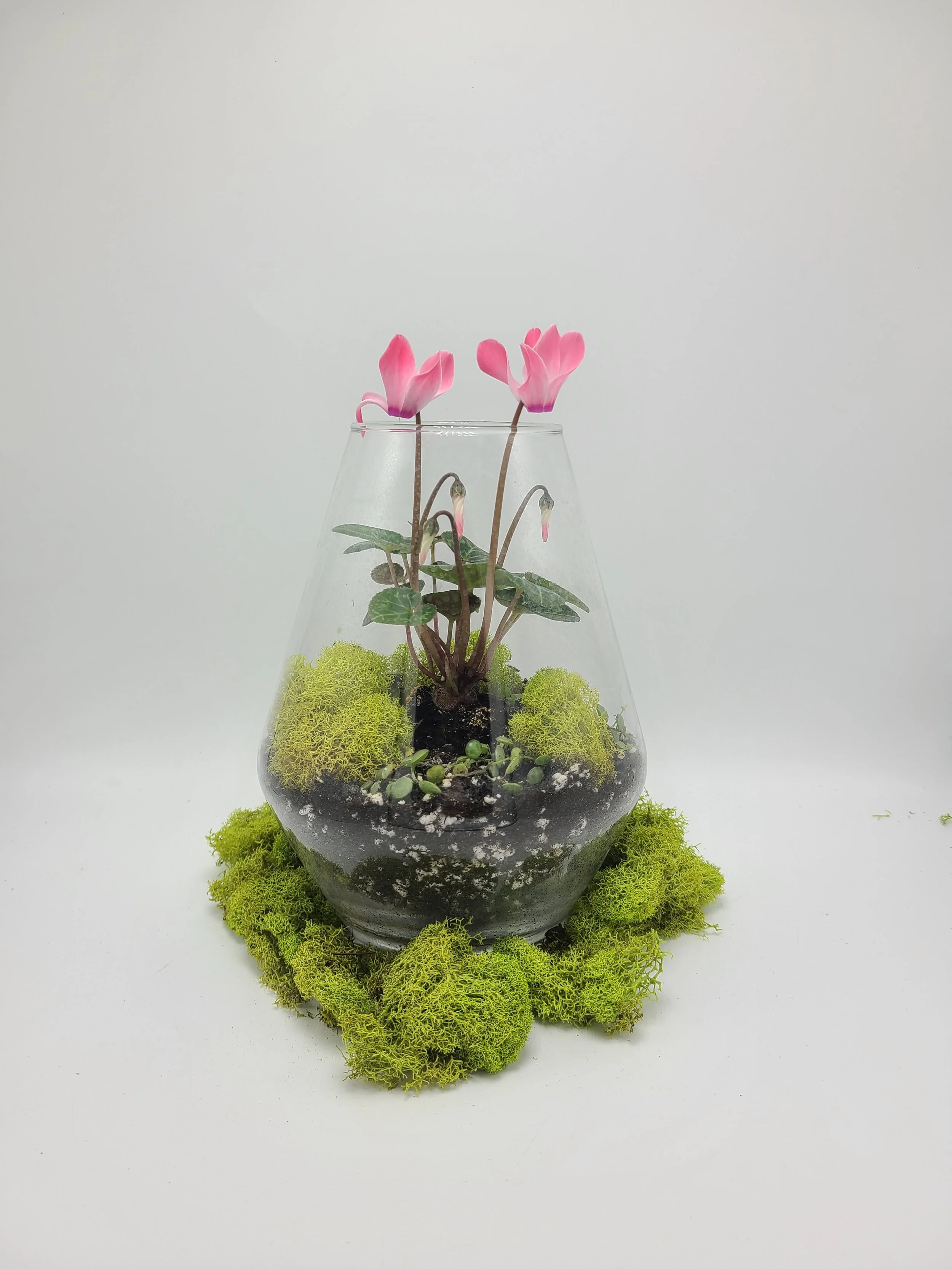 Living Memory Terrarium