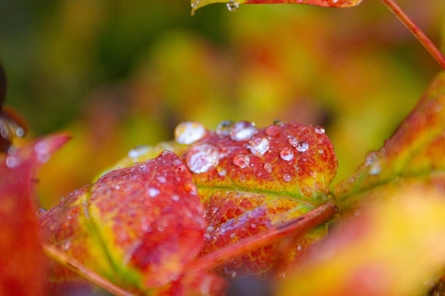 🍂 🍁 

Truly the most wonderful time of year! 

In the Woods 

By John Drinkwater

I was in the woods to-day, 
And the leaves were spinning there,
Rich apparelled in decay, - 
In decay more wholly fair 
Than in life they ever were.

Gold and rich ba
