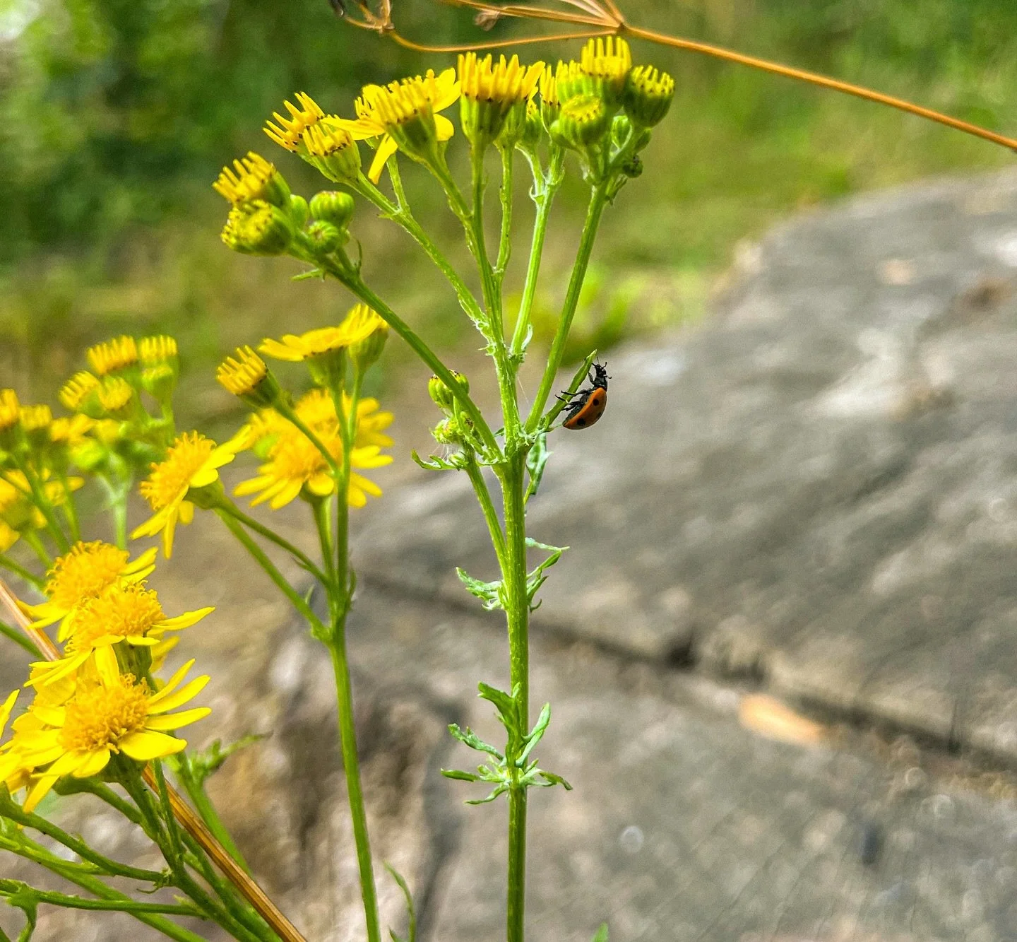 🐞 🌼

#NorthDownsWay #LadybugLove #TinyTreasures #WildflowerMagic #NatureCloseUp #MacroMoments #HikingViews