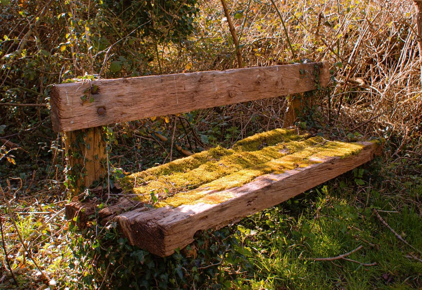 💚 

&ldquo;Make your own way, take your time.&rdquo; 🎶 

It&rsquo;s a mossy bench so I might stay awhile. 🍃✨

#MossMagic #QuietPlaces #NaturePoetry #NowPlaying #LyricPairing #VisualPoetry #TextureTuesday #AlphaAutumnUK #SonyAlpha #ForestBench #Poe