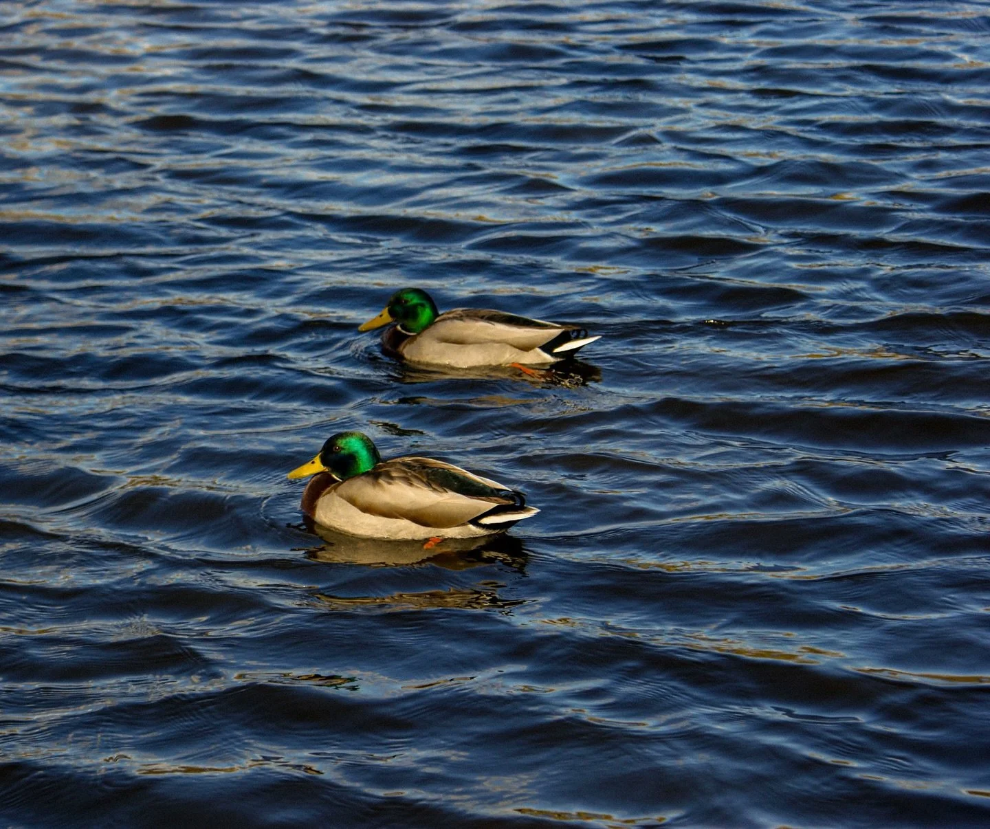 🦆 

#Duck #WaterFowl #ParkDay #BirdsOfInstagram #Quack #RoyalParks