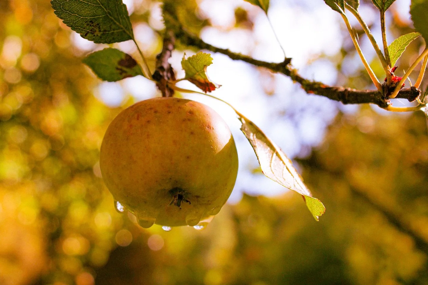 🍎 

Apples

By Laurie Lee

Behold the apples&rsquo; rounded worlds:
juice-green of July rain,
the black polestar of flowers, the rind
mapped with its crimson stain.

The russet, crab and cottage red
burn to the sun&rsquo;s hot brass,
then drop like 