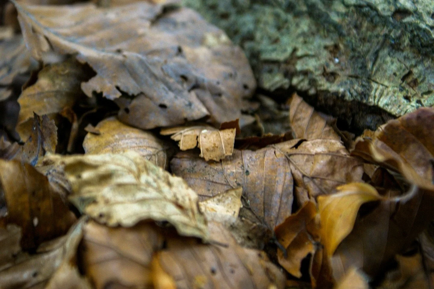 🍂🪾

📍 @coleppingforest 

In Autumn

By Alice Meynell

The leaves are many under my feet, 
And drift one way.
Their scent of death is weary and sweet.
A flight of them is in the grey 
Where sky and forest meet&hellip;

&hellip;O leaves, so quietly 