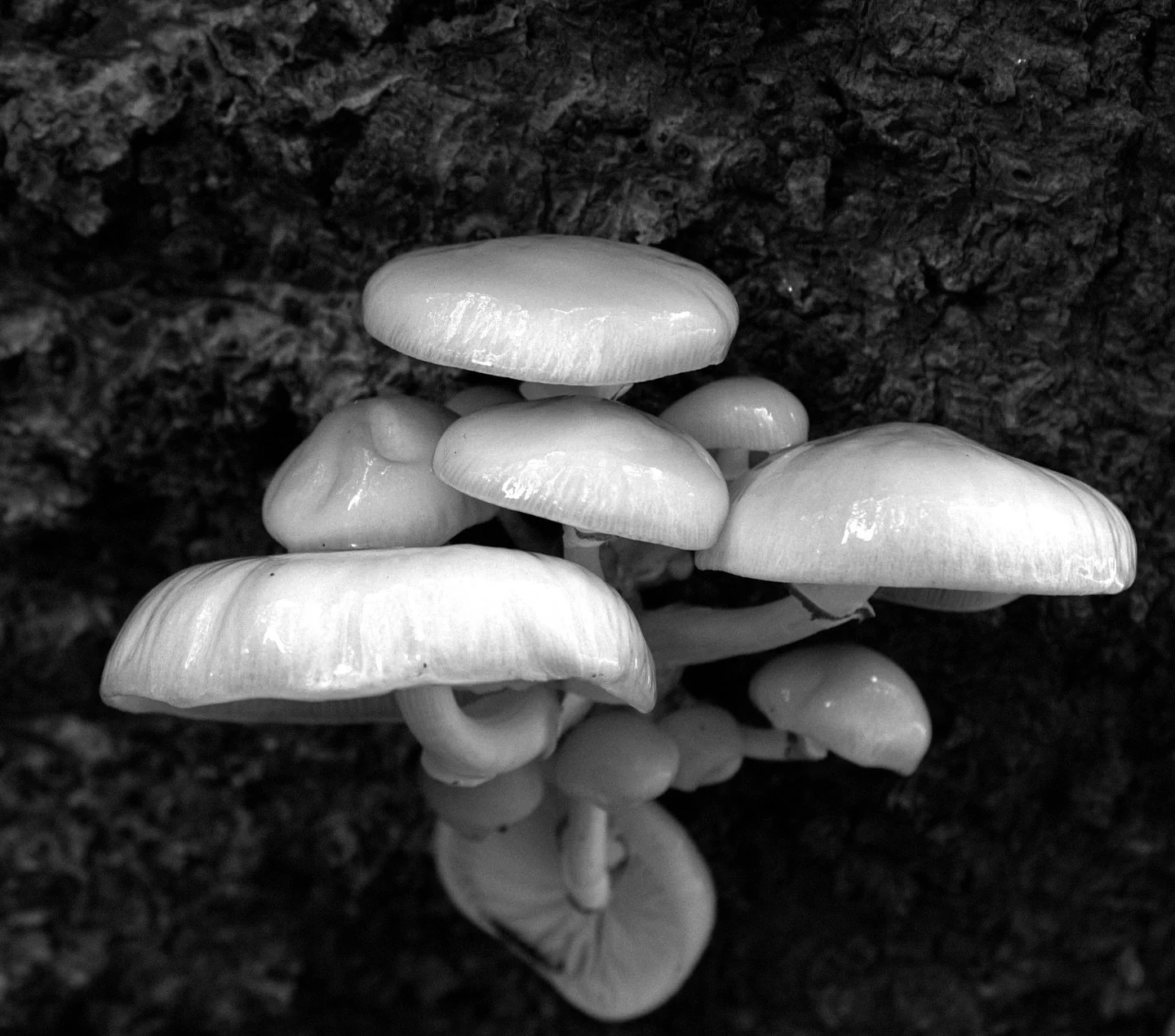 🍄 

#Forage #ForestFloor #Mosscore #Fungi #FungiPhotography #MushroomPhotography #SonyAlpha #AlphaAutumnUK #BlackAndWhite #BNWPhotography