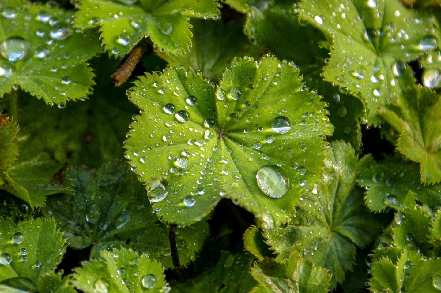 💧🍃 

Autumn Rains

By Lisa Bolin

&hellip;Summer&rsquo;s warmth subsides,
chills creep, crisply,
as Autumn rains fall
to Winter&rsquo;s embrace.

#SonyAlpha #AlphaAutumnUK #AutumnRain #NatureTexture #PoetryAndPhotography #Foliage #SmallMomentsOfCal