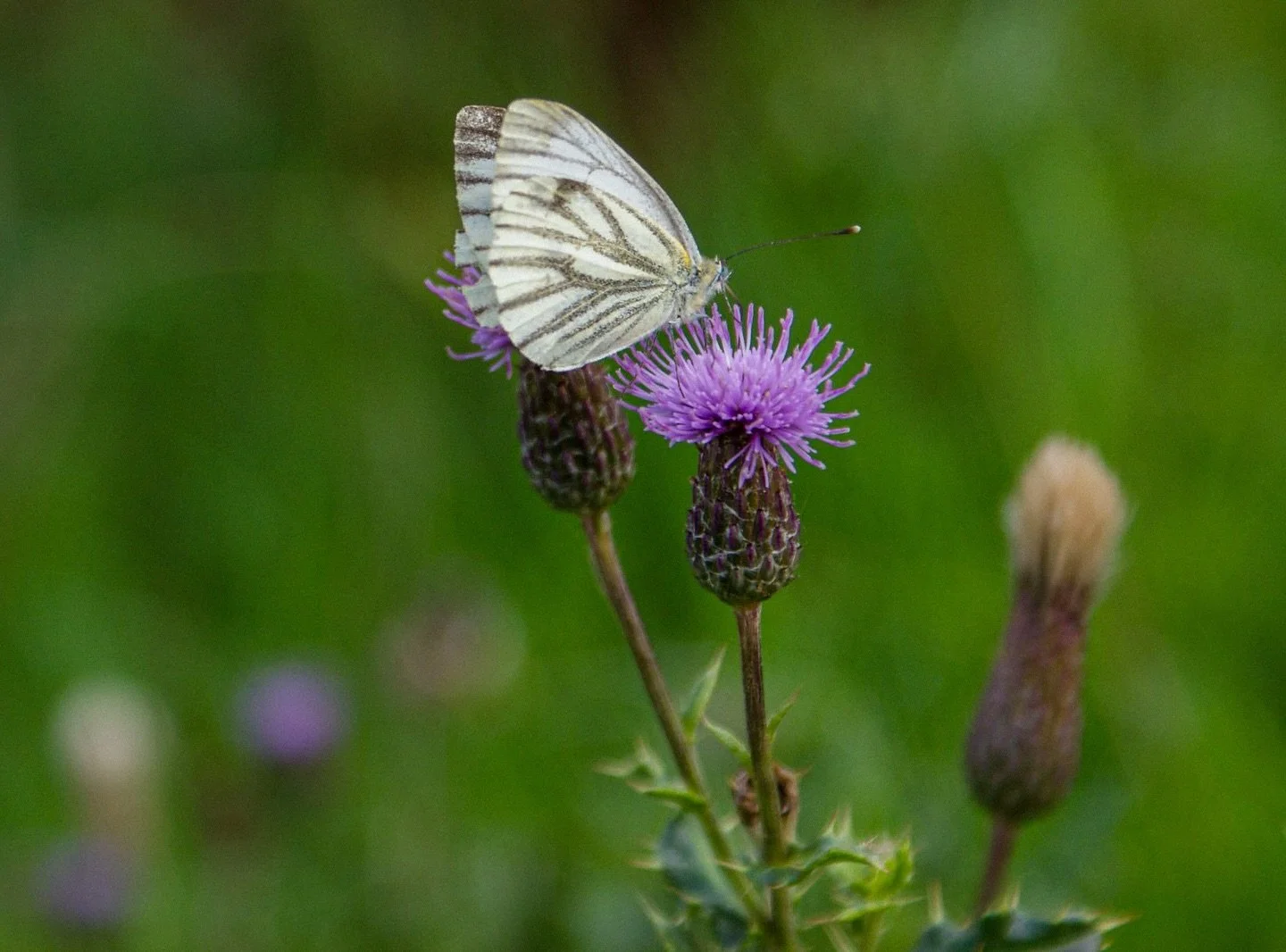 🦋 

#InsectPhotography #ButterflyPhotography #Nature #Flowerstagram #ShotOnSony #SonyAlpha #AlphaAutumnUK #MagicMoments