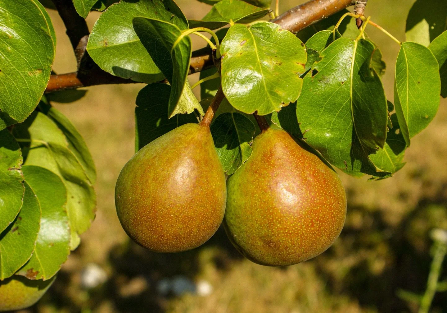 🍐 

To Autumn

By John Keats

Season of mists and mellow fruitfulness,&nbsp; &nbsp;&nbsp;&nbsp;Close bosom-friend of the maturing sun;&nbsp; Conspiring&nbsp;with him how to load and bless&nbsp; &nbsp;&nbsp;&nbsp;With fruit the vines that round the&n
