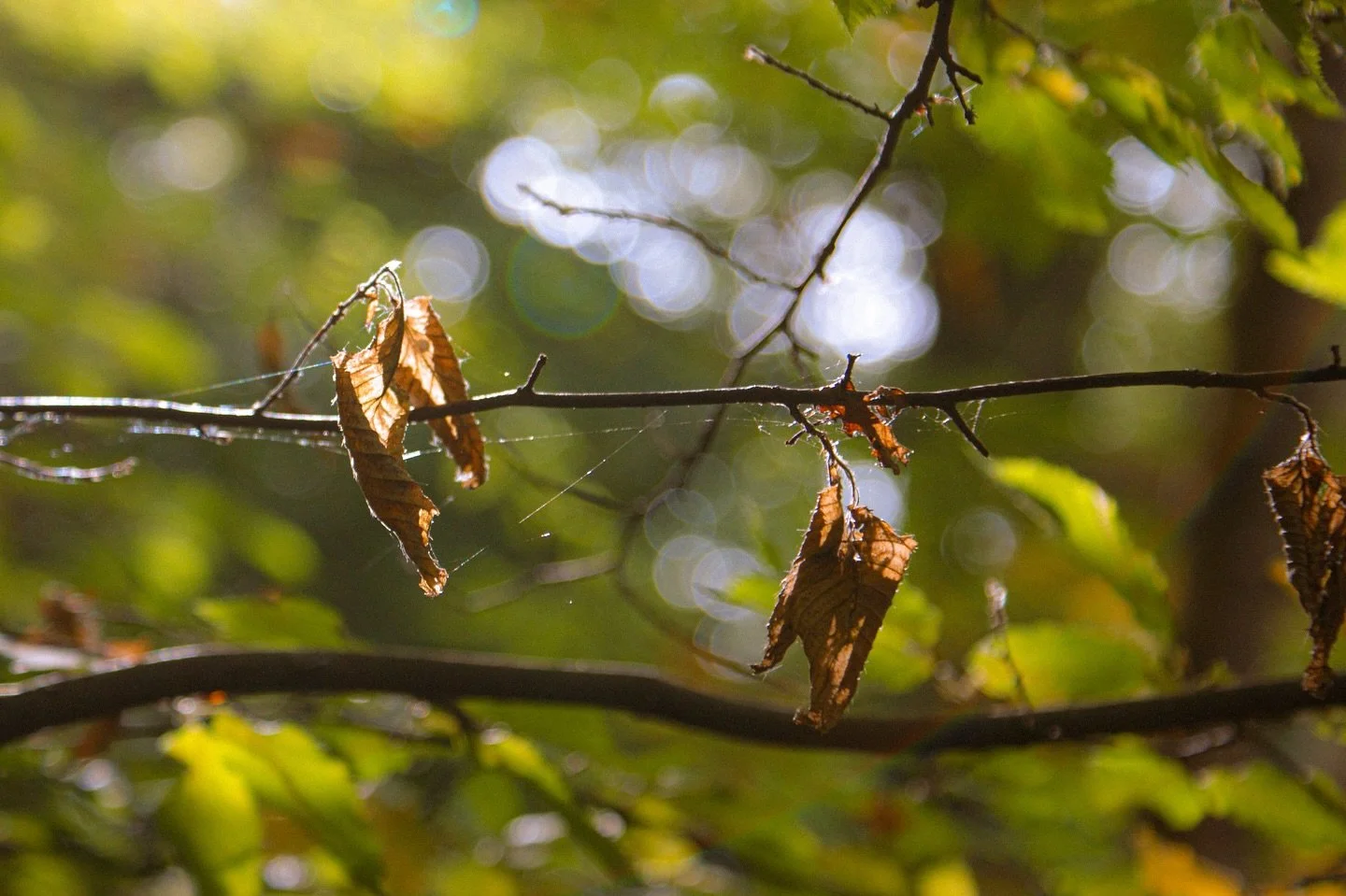 🍂 🕸️ 

Fall, Leaves, Fall

By Emily Bront&euml; 

Fall, leaves, fall; die, flowers, away;
Lengthen night and shorten day!
Every leaf speaks bliss to me,
Fluttering from the autumn tree.

#ShotOnSony #SonyAlpha #AlphaAutumnUK #AutumnLeaves #Foliage 