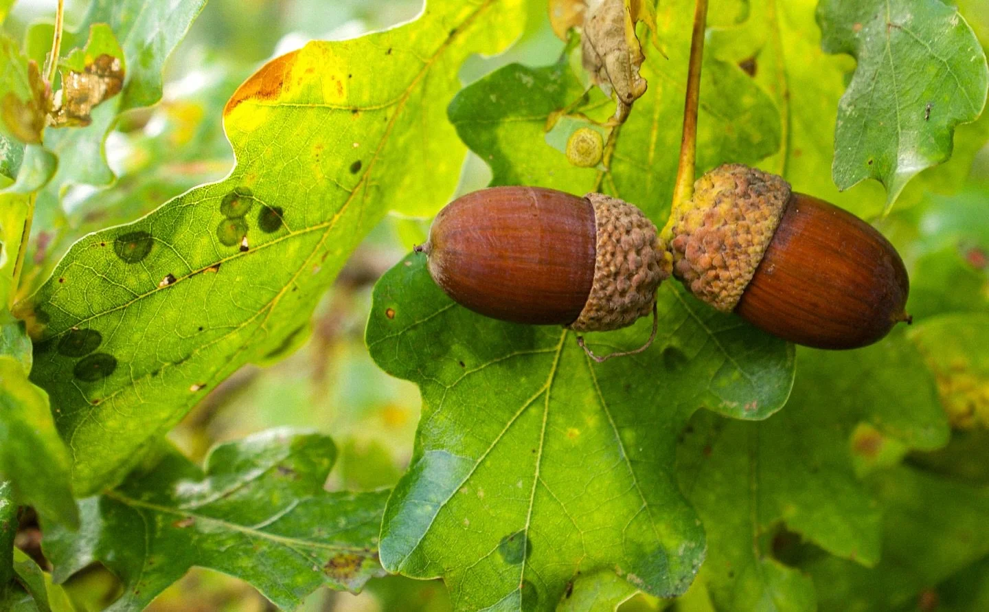 🌳 🌰 

#Acorn #NatureInFocus #AutumnVibes #AlphaAutumnUK #WoodlandPhotography #ShotOnSony #TinyTreasures