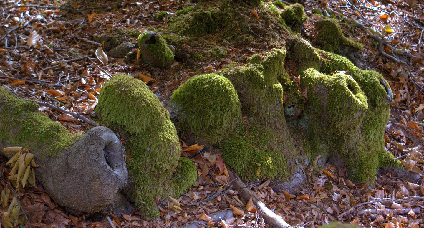 💚

&ldquo;Not so much groundcover as groundhugger, it beds down between the tough knuckles of tree roots,&hellip;

&hellip;Prospering most below notice, staking claim to nooks that most green lives grow feeble in,&hellip;&rdquo;

From Moss
By Robert