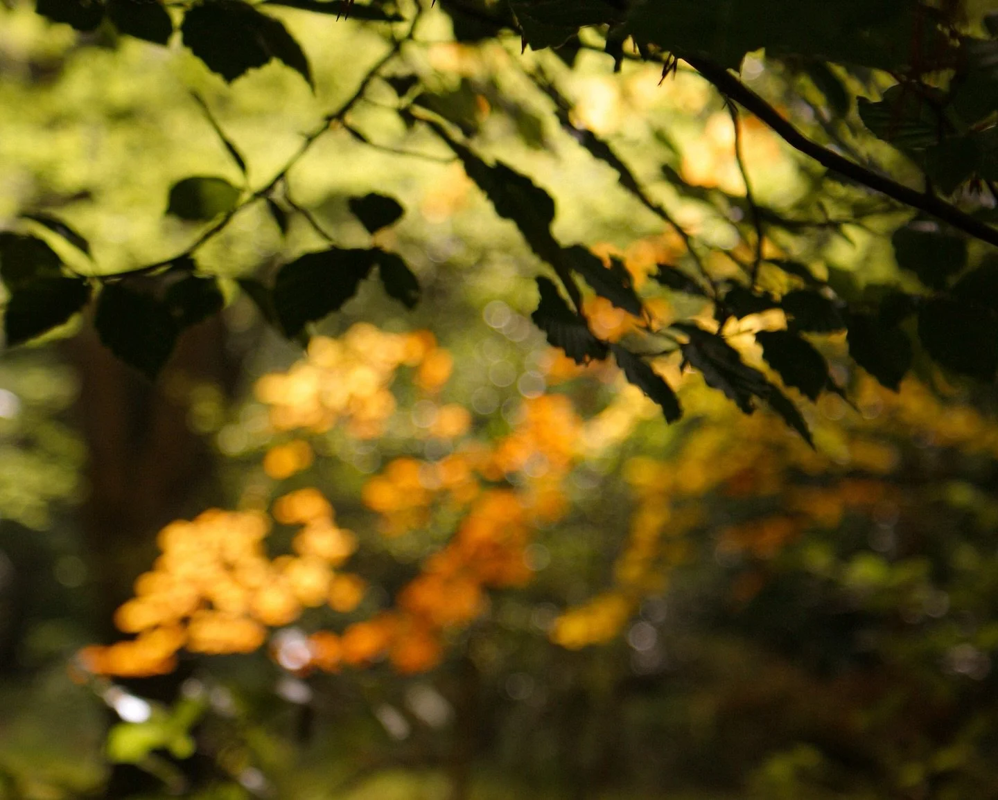 🍂 🍃 

#AutumnLeaves #Bokeh #OutOfFocus #Photowalk #ForestWalk #SonyAlpha #ShotOnSony #AlphaAutumnUK
