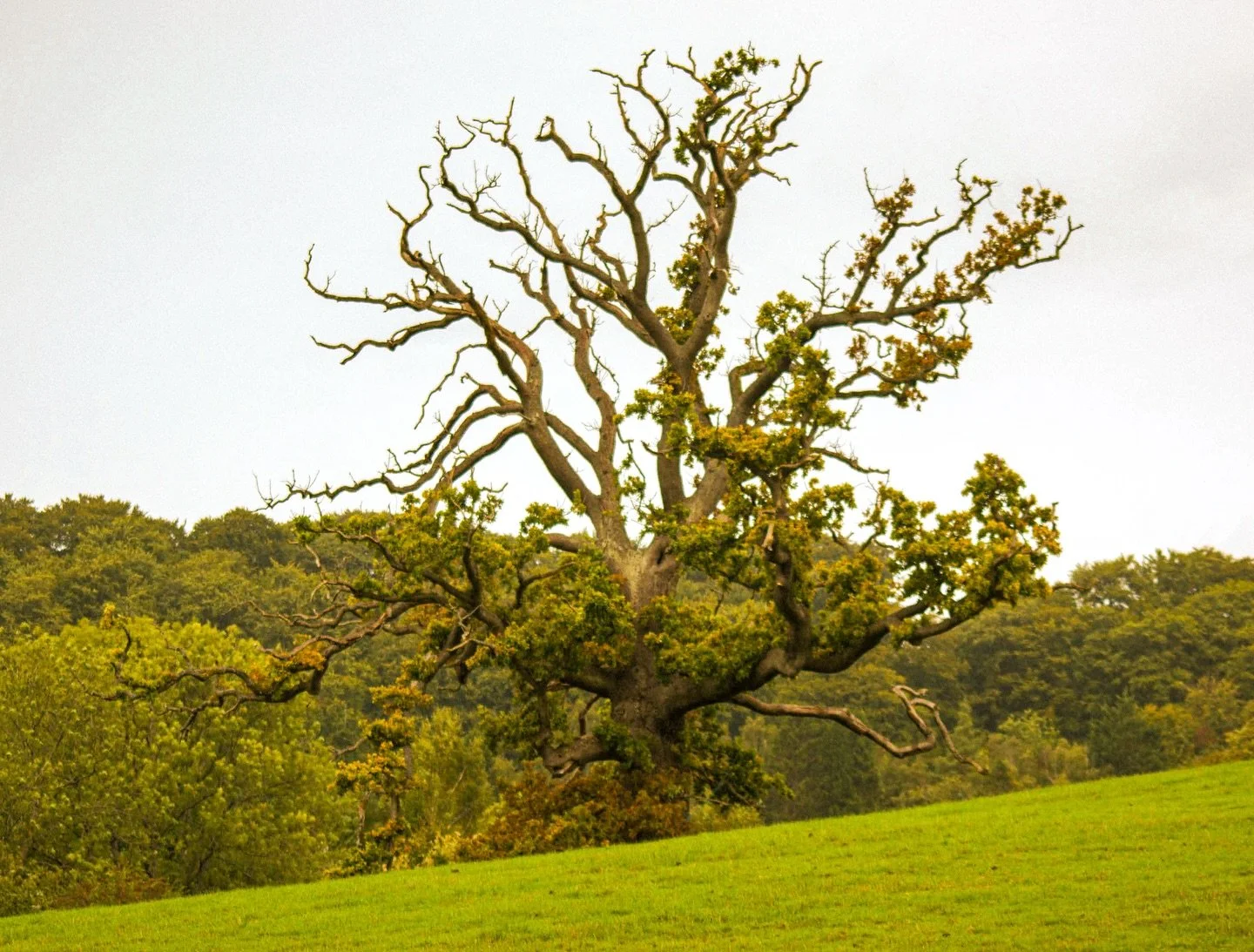 🌳 

#SonyAlpha #AlphaAutumnUK #LandscapePhotography #Tree #Autumnal