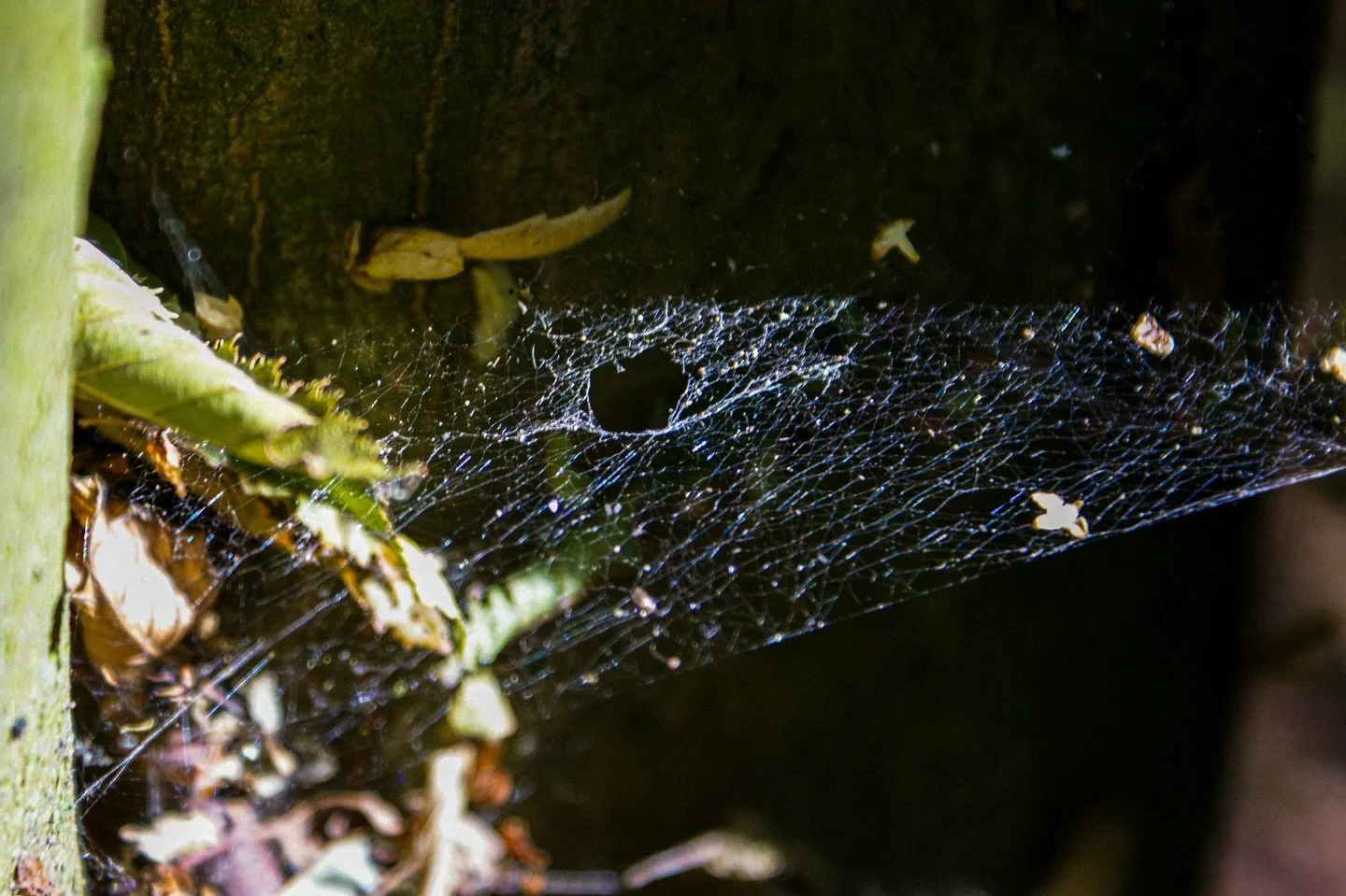 🕸🍂

Spooky season but make it ✨delicate✨

#SpookySeason #AutumnMagic #SpiderWeb #NatureDetails #BacklitBeauty #GoldenHourGlow #NatureTextures #AutumnLight #SonyAlpha #AlphaAutumnUK