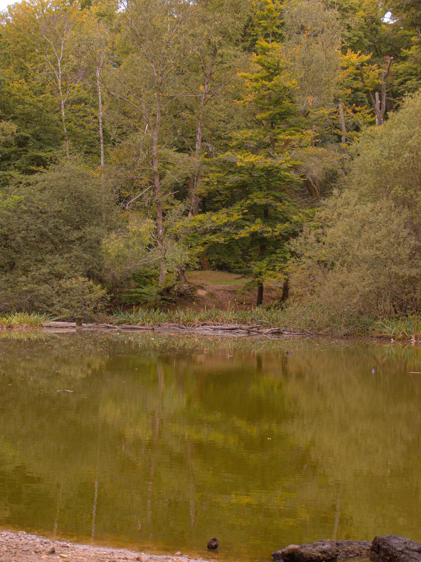 🌲 

#WhisperingPines #TheLostPond #ShotOnSony #SonyAlpha #AlphaAutumnUK #AutumnLeaves #Foliage #FallVibes
#Forestfloorcore #Crunch #AutumnPhotography