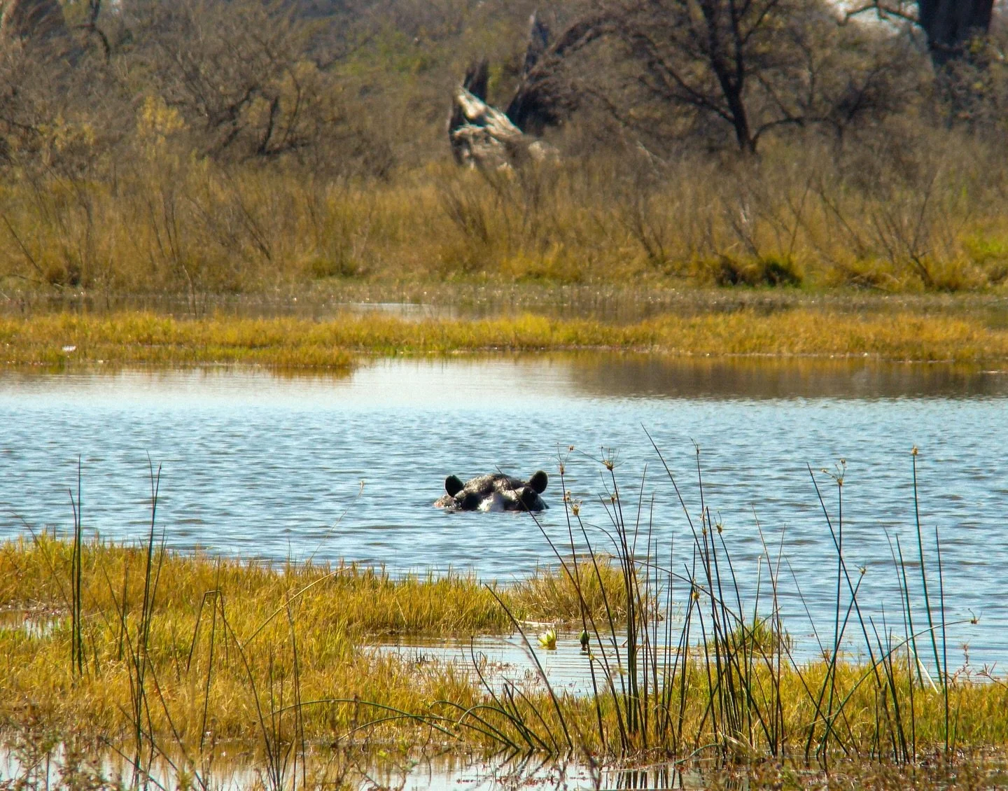 🦛 

A ripple, a shimmer, a pair of ears

#OkavangoDelta #Botswana #SafariMagic #HipposOfInstagram #WildlifeWatch #NatureInFocus #TravelAfrica #BotswanaSafari #ShotOnSony