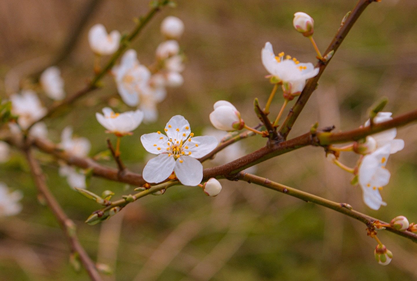 🌸

Dreaming of quiet spring memories 

Four Ducks on a Pond

By William Allingham

Four ducks on a pond, 
A grass-bank beyond, 
A blue sky of spring, 
White clouds on the wing;
What a little thing
To remember for years - 
To remember with tears!

#B