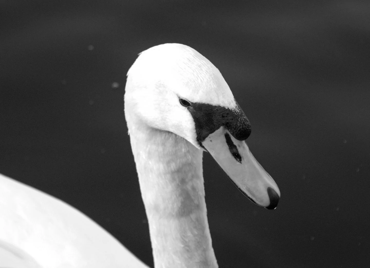 🦢

Elegance, stillness, presence.

#BlackAndWhitePhotography #NatureInMonochrome  #VisualPoetry #ShotOnSony #LondonParks