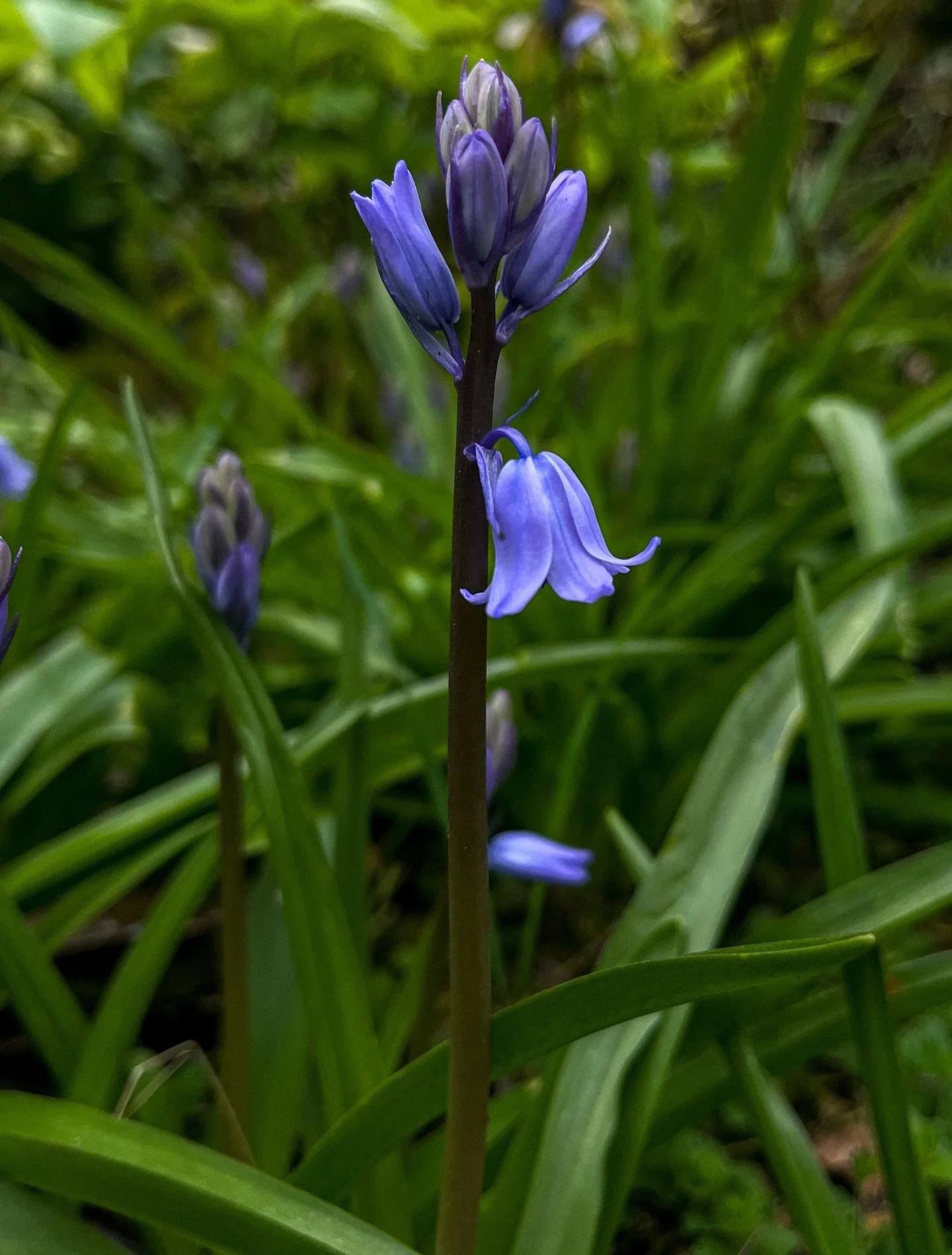 🪻

#SpringDreams #Bluebells #EppingForest
