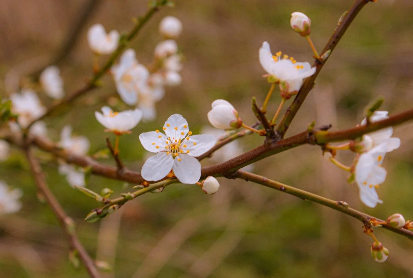 🌸

Dreaming of quiet spring memories 

Four Ducks on a Pond

By William Allingham

Four ducks on a pond, 
A grass-bank beyond, 
A blue sky of spring, 
White clouds on the wing;
What a little thing
To remember for years - 
To remember with tears!

#B