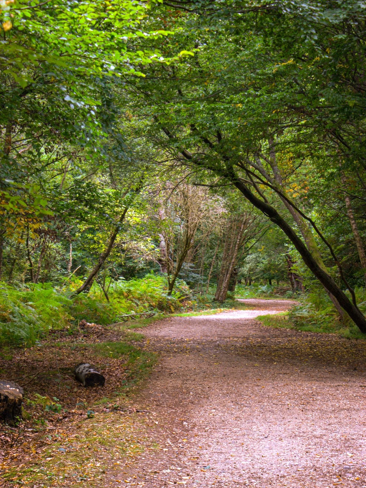🌲

Following the curve

📍 @coleppingforest 

The Forest Path

By Lucy Maud Montgomery

Oh, the charm of idle dreaming
 Where the dappled shadows dance,
All the leafy aisles are teeming
 With the lure of old romance!

&hellip;Far and farther as we w