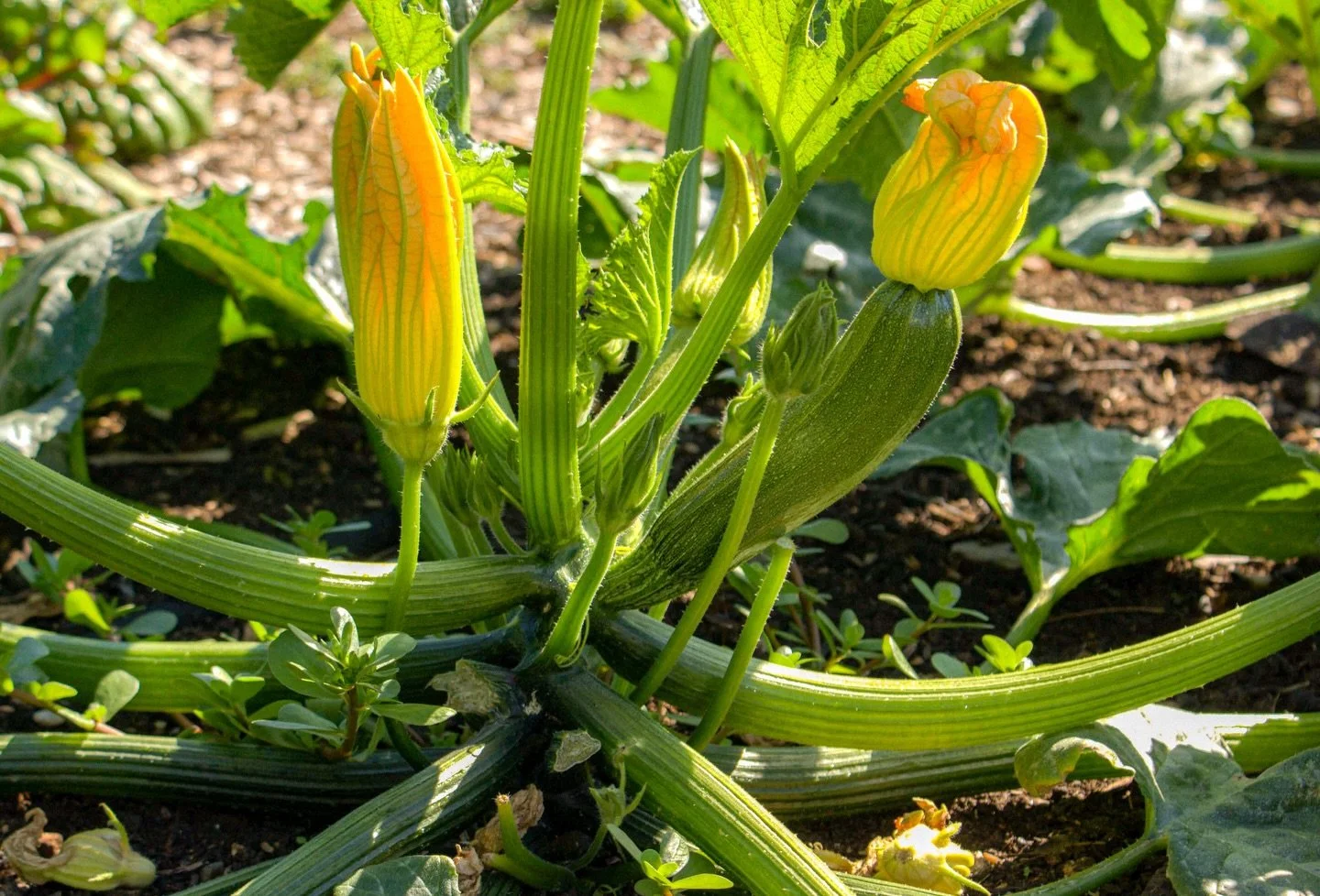 🥬🍐

A walk in the kitchen garden @hamhousent 

#KitchenGarden #SonyAlpha #NationalTrust #StillLifePhotography