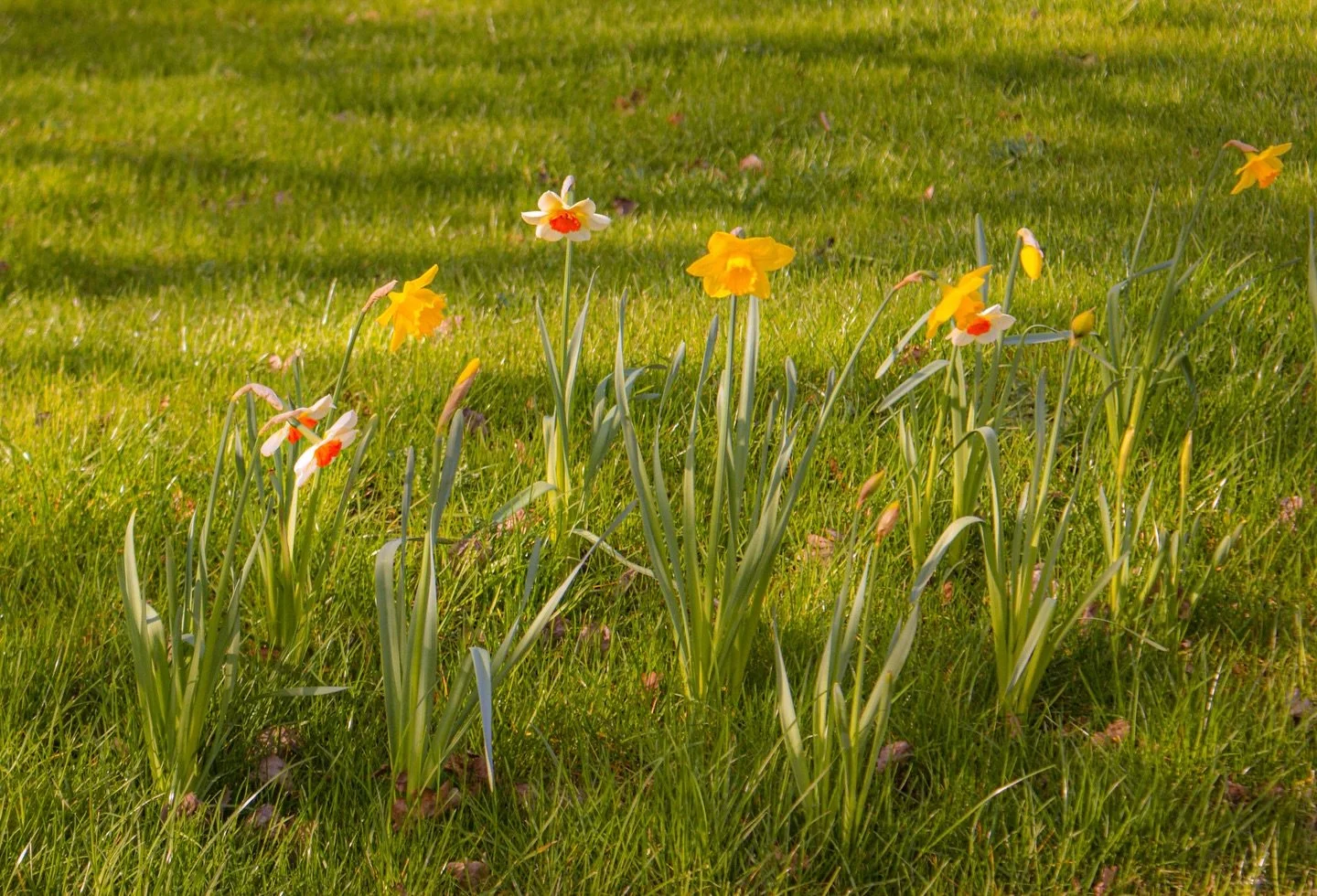 🌼 

Thaw

Edward Thomas

Over the land freckled with snow half-thawed 
The speculating rooks at their nests cawed 
And saw from elm-tops, delicate as flowers of grass, What we below could not see, Winter pass.

#SpringHasSprung #SonyAlpha #LondonWal