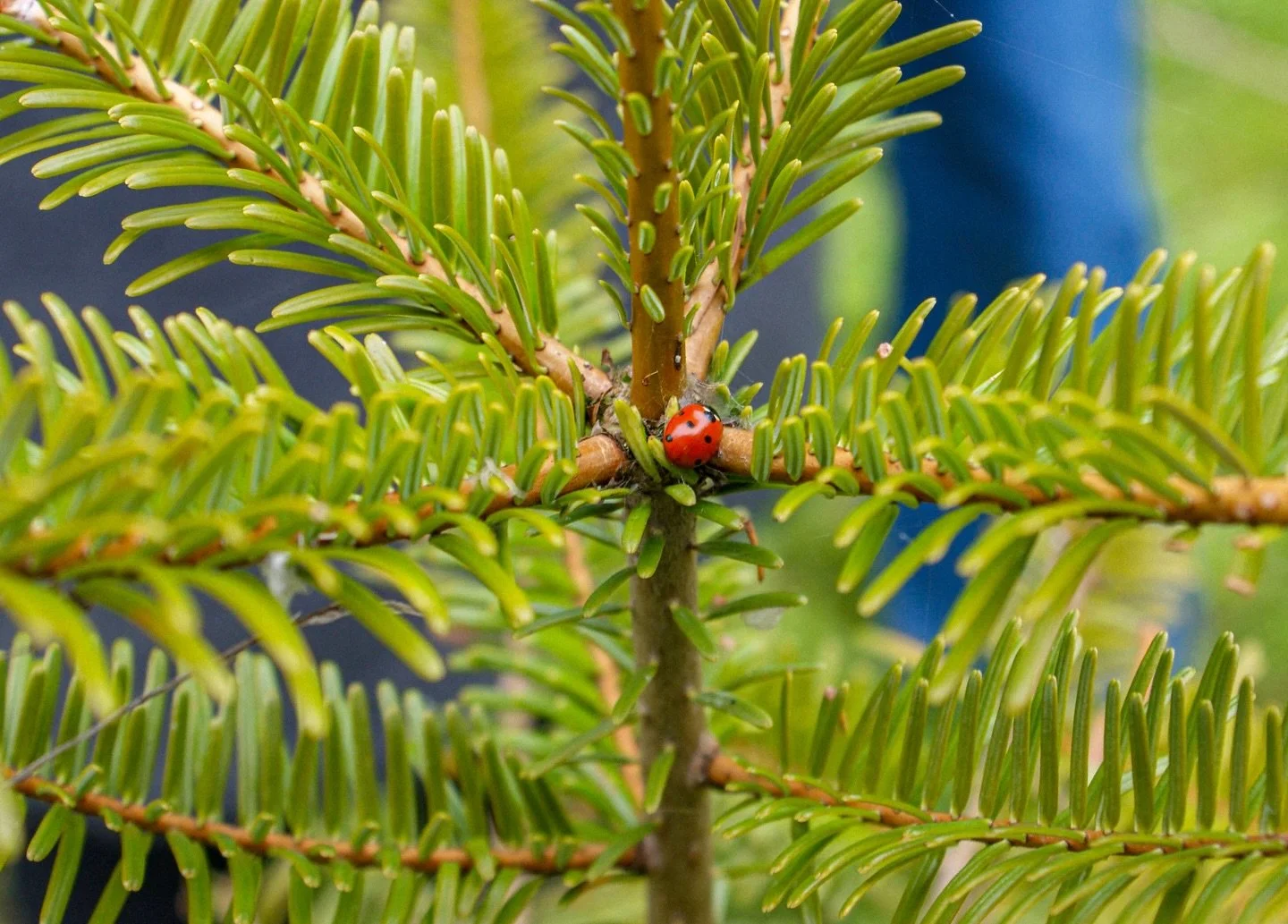 🐞 🌲 

~Abies grandis~

~Coccinella septempunctata~

She also came to forage in the citrus- scented needles of the Grand Fir

#MacroPhotography #ForagingWalk #NatureFinds #SonyAlpha #WildEngland