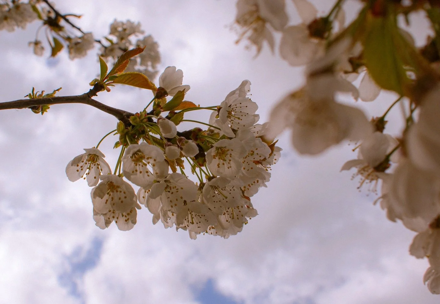 🌸 

Spring time walks and dreams 

I so liked Spring

By Charlotte Mew 

I so liked Spring last year 
Because you were here; - 
The thrushes too -
Because it was these you so liked to hear - 
I so liked you.

This year's a different thing, -
I'll no