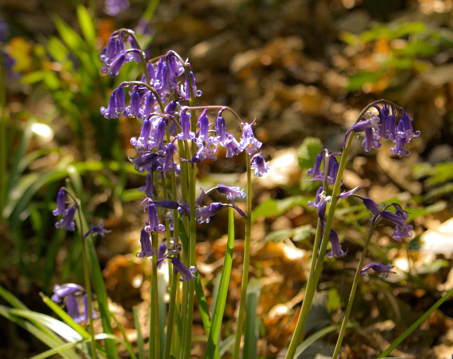🪻

Love letter

Felix Dennis

Late spring has kissed awake the walnut tree, 
Snap dragons, wide-eyed lambs, the honey-bee,

Small rivers trailing blossom from the bough&mdash;
Yet you are all I seek of England now&hellip;

#AlphaSpringUK #SonyAlpha 