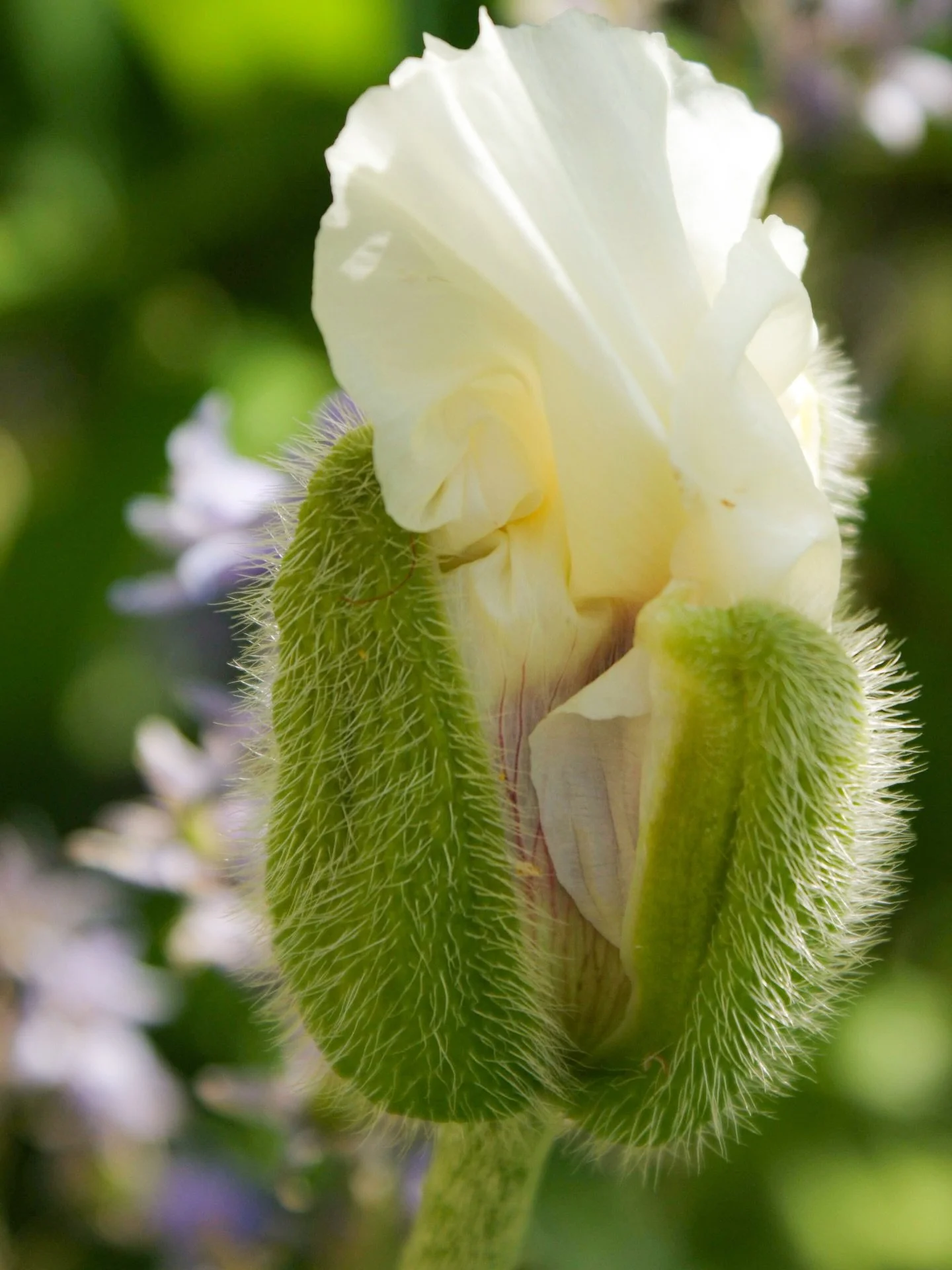 🌷 

Blooming in progress 

Auguries of Innocence

William Blake 

&hellip;To see a World in a Grain of Sand 
And a Heaven in a Wild Flower
Hold Infinity in the palm of your hand 
And Eternity in an hour&hellip;

#AlphaSpringUK #SonyAlpha #PoetryAndP