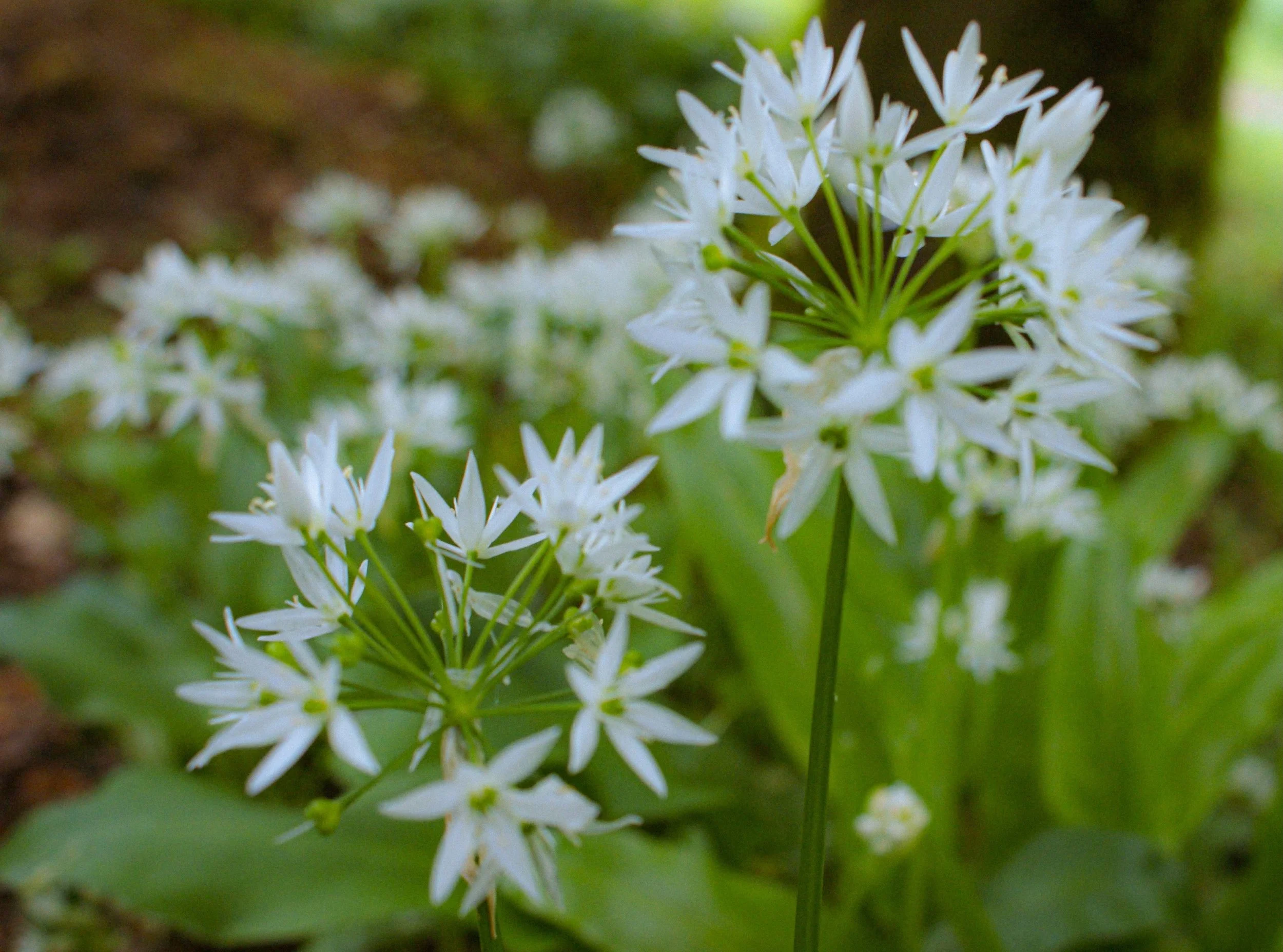 🧄 

Foraging and walking

#WildGarlic #TheCotswolds #AlphaSpringUK #ShotOnSony #Foraging