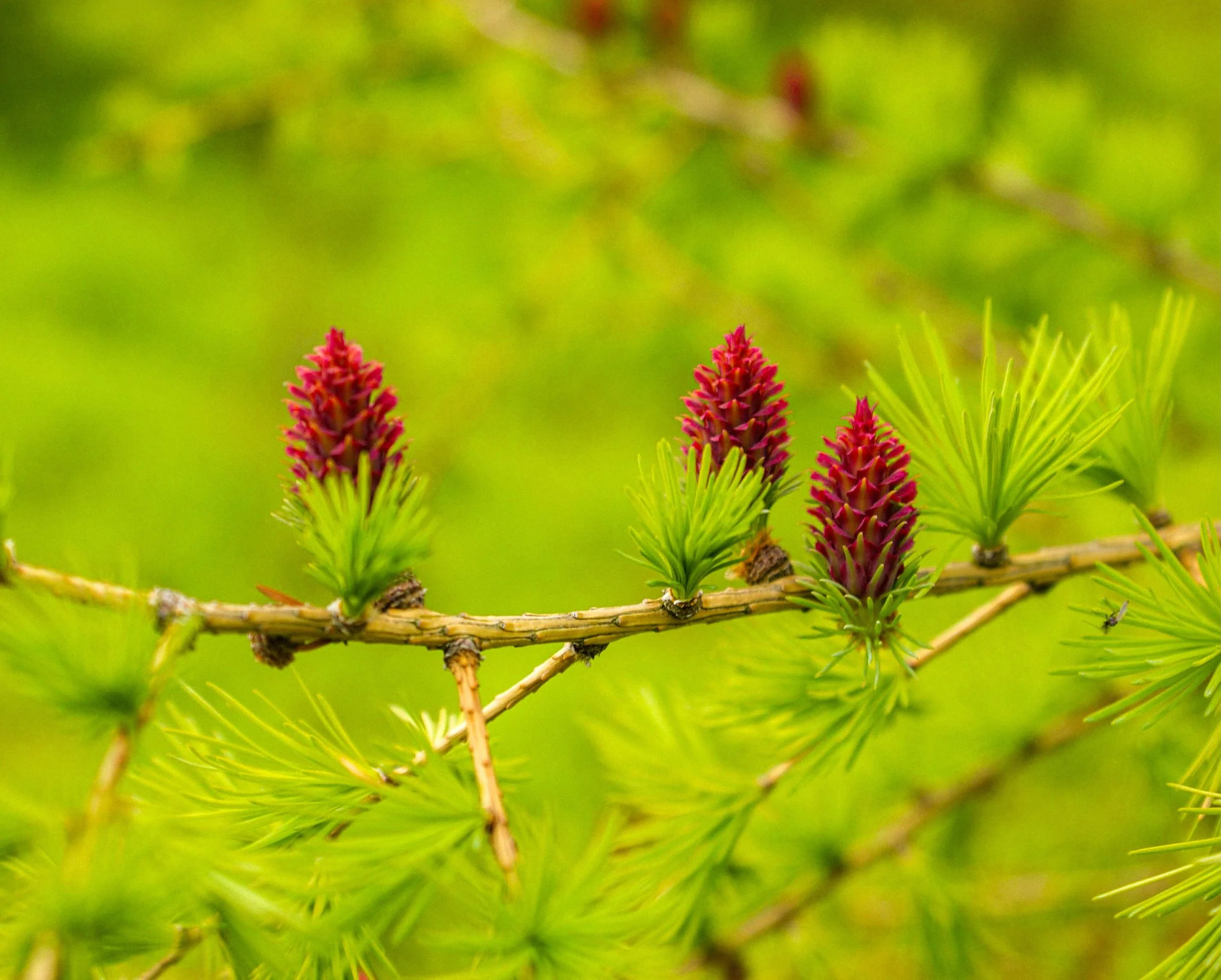 🌹

Larch roses

~Larix decidua~

#Foraging #AlphaSpringUK #SonyAlpha #LondonWalks